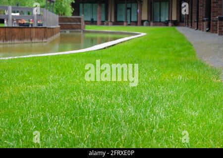 Rasen in der Sommerstadt. Grünes Gras des Rasens wurde vor kurzem geschnitten und bewässert. Stadtlandschaft. Stockfoto