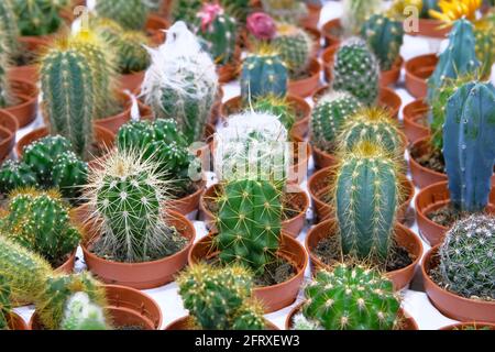 Viele grüne Kakteen Pflanzen mit Stacheln in kleinen Töpfen im Gartenladen. Kaktus im Laden verkauft. Stockfoto