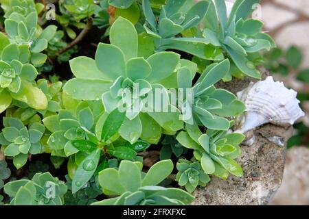 Sukkulenten Pflanzen mit Wassertröpfchen auf Blättern in grauen Aussen Topf. Viele grüne Sukkulenten Pflanzen mit Muschel. Landschaftsdesign. Stockfoto