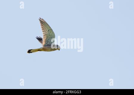 Ein detailreicher Kestrel schwebt vor einem wunderschönen blauen Himmel. Der Greifvogel ist auf der Jagd nach Beute Stockfoto