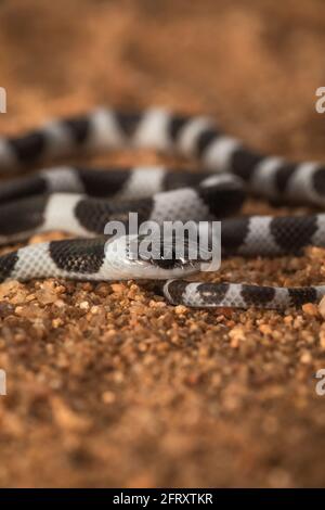 Common Bridle Snake Ganzkörperaufnahme, Dryocalamus nympha, Hampi, Karnataka, Indien Stockfoto