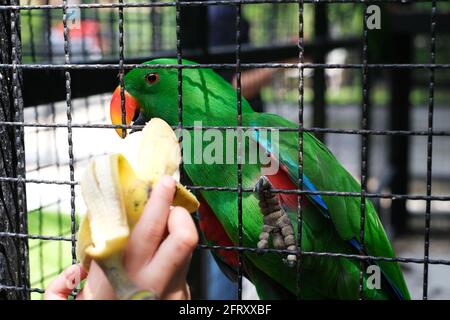 Ein süßer grüner Papagei mit orangefarbenem Schnabel in einem Käfig frisst eine Banane aus der Hand eines Touristen in einem Zoo. Stockfoto