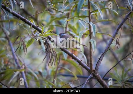 Weiß-gebräuntes Fulvetta, Fulvetta vinikectus, Okre, Sikkim, Indien Stockfoto