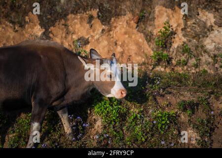 Mithun, Bos frontalis, Staatstier von Nagaland, Satakha, Nagaland, Indien Stockfoto