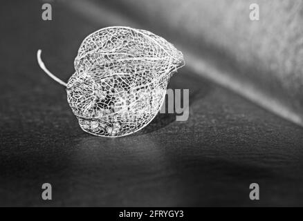 Getrocknetes Skelett der Schale der Cape Gooseberry 8796 SW Stockfoto