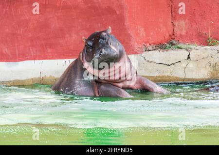 Wildtier-Hippopotamus baden in einem Indischen Nationalpark Teich. Stockfoto