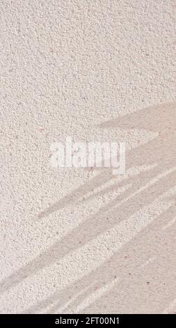 Yukka Palmenform Schatten an der Wand an sonnigen Tag Hintergrund Stockfoto