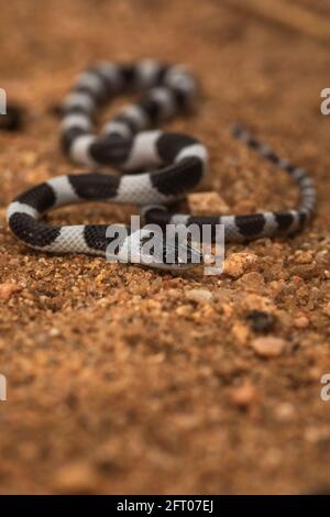 Gemeine Geißelschlange, Ganzkörperaufnahme, Dryocalamus nympha, Hampi, Karnataka, Indien Stockfoto