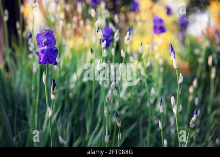 Lila Schwertlilien und geschlossene Knospen füllen einen Frühlingsgarten in Brescia, Italien, mit weichem grünem Bokeh und selektiver Schärfe. Impressionistischer Effekt. Stockfoto