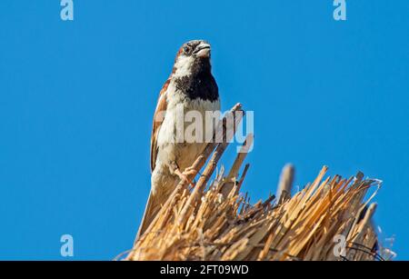 Haussperling Passer domesticus stand auf Stroh Strohdach vor blauem Himmel Hintergrund Stockfoto