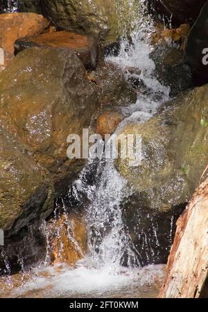 Kleiner, schnell fließender Wasserfall über Basaltbrocken in einem Bach (Bach) im subtropischen Regenwald nach starken Regenfällen. Tamborine Mountain, Australien. Stockfoto