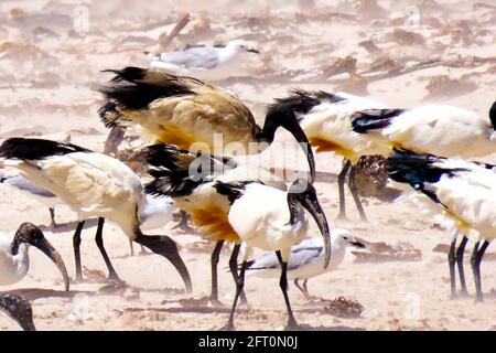 Eine Flut von Heiligem Ibis und Möwen an der Küste Stockfoto