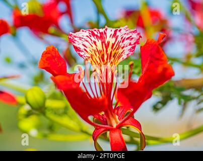 Nahaufnahme eines roten Orchideenbaums der bauhinia variegata Blume Blütenblätter und Stigma im Garten Stockfoto