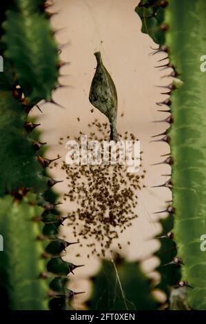 Frisch geschlüpfte Andreaskreuzspiderlinge (Argiope keyserlingi) und grüner Eiersack auf afrikanischem Milchbaum (Ph.Orbia trigona), Queensland, Australien. Stockfoto