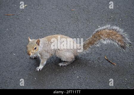 Grauhörnchen auf einem Betonweg im Dukinfield Park Stockfoto