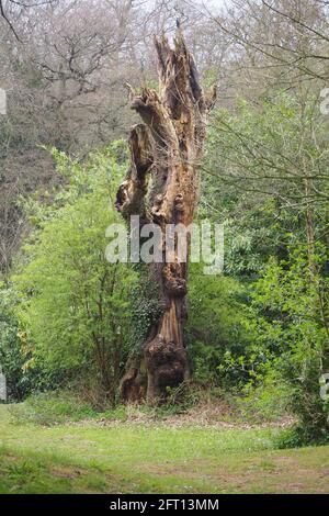 Wichtigster Baum im Holz, Natur Skulptur Stockfoto