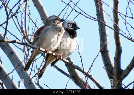 Ein Paar Spatzen auf einer silbernen Birke Stockfoto
