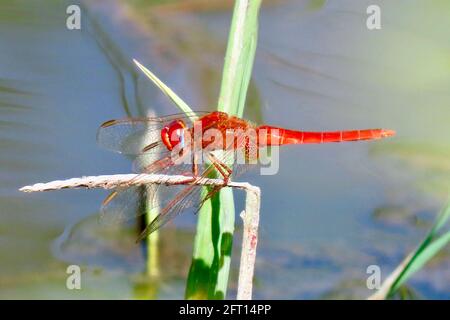 Über dem Wasser schwebt die bejeweled rote Libelle Stockfoto