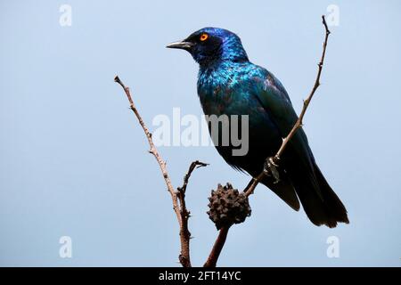 Glänzendes Cape Starling glänzt im Sonnenlicht Stockfoto