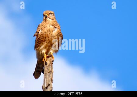 Brown Rock Kestrel mit herrlich gestreiftem Gefieder Stockfoto