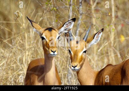 Junge Impala-Antilope zwischen den Savannenwiesen des Krüger-Nationalparks, Südafrika Stockfoto