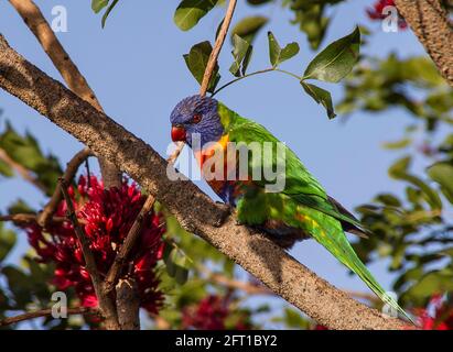 Rainbow Lorikeet, trichoglossus moluccanus, thront in einem betrunkenen Papageienbaum (schotia brachypetala, Tree fuchsia) im Garten, Queensland, Australien. Stockfoto