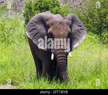 Afrikanischer Stier Elefant in üppigem Sommerrasen Stockfoto