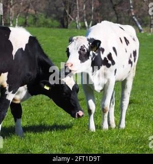 Zeit für einen Kuss oder eine Wäsche? Stockfoto