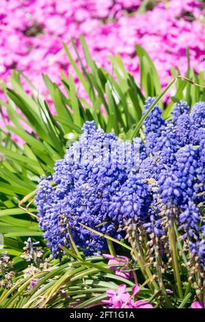 Blaue Traube Hyazinthe Blume Muscari Rosa Phlox Frühlingspflanzen Stockfoto