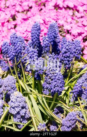 Blaue Muscari armeniacum Blumen Traubenhyazinthe Frühlingsbett Stockfoto
