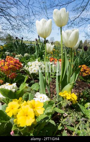 Drei weiße Tulpen im Blumenbeet Garten Frühlingsblumen Frühlingsblumen blauer Himmel Stockfoto