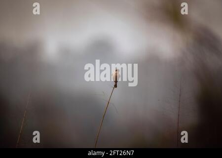 Steinechat, Weibchen, Saxicola torquatus, Panna Tiger Reserve, Madhya Pradesh, Indien. Stockfoto