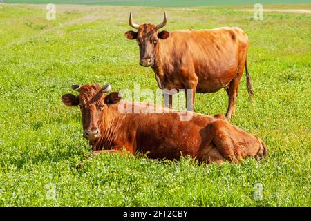 Zwei braune Kühe auf einem grünen Feld. Der eine lügt, der andere steht. Tiere schauen auf die Kamera. Agrarkonzept Stockfoto