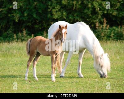 Eine walisische Sektion EINE Stute und ihr hübsches Fohlen im Sommer-Paddock. Stockfoto