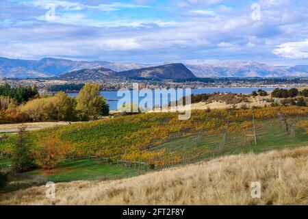 Landschaft in der Nähe von Wanaka, Neuseeland. Ein Weinberg mit Herbstlaub, mit Lake Wanaka im Hintergrund Stockfoto