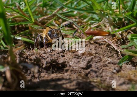 Schokoladenbiene (Andrena scotica), die aus ihrem Nestbau in einem Gartenrasen auftaucht, nachdem sie die Brutzellen mit Pollen bestockt hat, Wiltshire, Großbritannien, April. Stockfoto