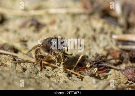 Rote Maurerbiene (Osmia bicornis = Osmia rufa) sammelt Schlamm aus einem Gartenteich, um ihre Brutzellen in einem Insektenhotel mit, Wiltshire, Großbritannien, zu versiegeln Stockfoto