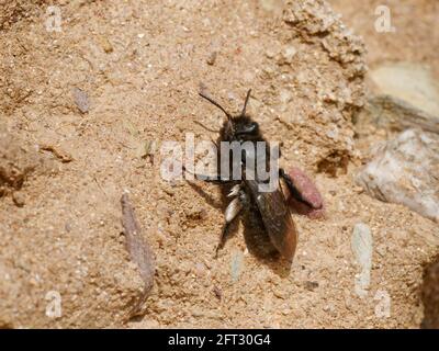 Schwarze Bergbaubiene (Andrena pilipes), eine national seltene Art in Großbritannien, die auf der Suche nach einem geeigneten Nistplatz auf sandigen Klippen ist, Cornwall, April. Stockfoto