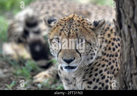 Nairobi. Januar 2019. Die am 19. Januar 2019 aufgenommene Datei zeigt einen Gepard in einem Safaripark nördlich von Johannesburg, Südafrika. Der Internationale Tag der biologischen Vielfalt fällt am 22. Mai. Quelle: Chen Cheng/Xinhua/Alamy Live News Stockfoto