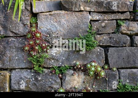 Alte Steinmauer mit grünen Pflanzen, die aus ihr wachsen, aus der Nähe Stockfoto