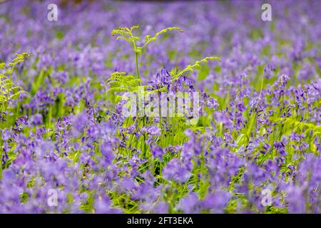 Bracken-Wedel wachsen unter blauen englischen Bluebells (Hyacinthoides non-scripta), die im Frühjahr in Surrey, Südostengland, im Wald blühen Stockfoto