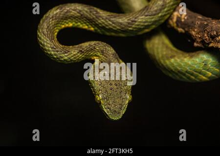 Bamboo Pit Viper, Trimeresurus gramineus, Satara, Maharashtra, Indien Stockfoto