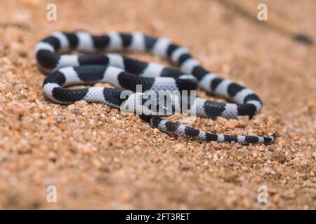 Gemeine Geißelschlange, Ganzkörperaufnahme, Dryocalamus nympha, Hampi, Karnataka, Indien Stockfoto