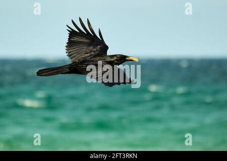 American Crow im Flug über die Küste des Atlantiks Meer mit Essen im Schnabel Stockfoto