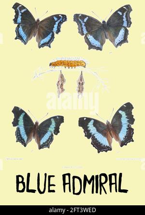 John Nugent Fitch - Vintage Blue Admiral Illustration auf zeitgenössischen Hintergrund platziert. Stockfoto