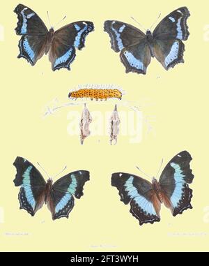 John Nugent Fitch - Vintage Blue Admiral Illustration auf zeitgenössischen Hintergrund platziert. Stockfoto