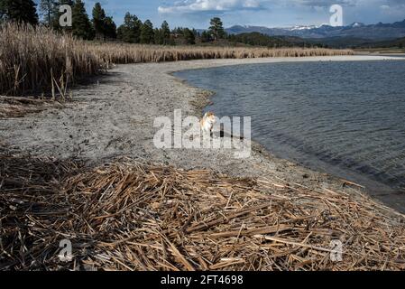 Ein Hund namens Winston läuft auf der weichen Erde zwischen hohen Rohrkolben und blauem Süßwasser am Echo Canyon Reservoir in der Nähe von Pagosa Springs, Colorado. Stockfoto