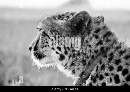 Gefährdeter weiblicher Gepard in monochromer Form Stockfoto