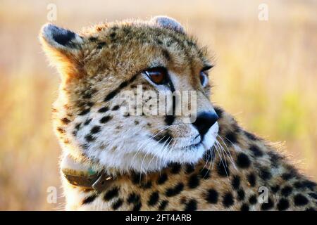 Gefährdete weibliche Cheetah auf der afrikanischen Savanne Stockfoto