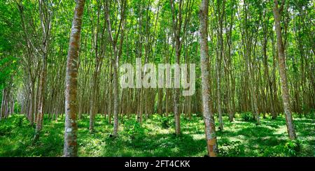 Wald von Gummibaum in Gummibaum Plantage, Latex wird in Schale gesammelt Stockfoto